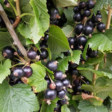 Ribes Nigrum Big Ben Find Haveplanter