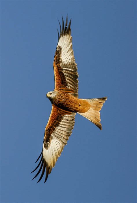 Red Kite Populations More Than Double Hawk Conservancy Trust Hawk