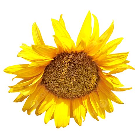 Imagen De Girasol Png Los Girasoles Flores Amarillas Flor Png Y Psd