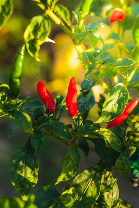 chilli field stock   royalty  stock