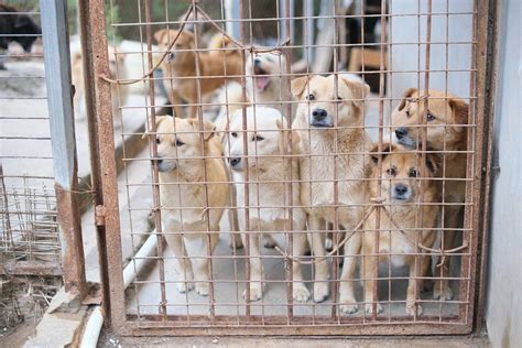 5 Ways You Can Help Animal Shelters By Jessica Festejo Medium