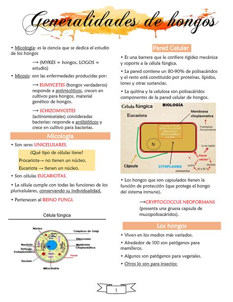 Generalidades De Hongos Ana Micolog A Es La Ciencia Que Se Dedica