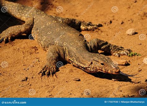 Adult Monitor Lizard Stock Photo Image Of Nature Color 17507930