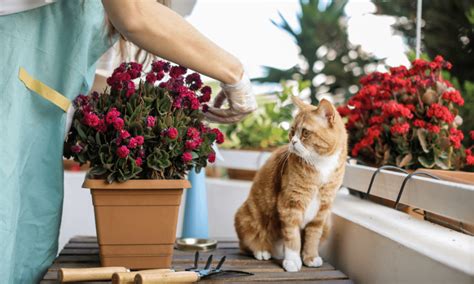 10 Plantas Seguras Para Ter Dentro De Casa Quando Se Tem Gatos Meu