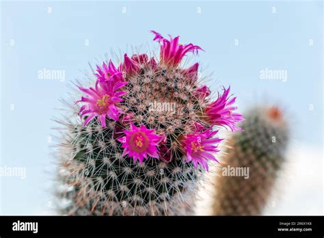 Mammillaria Cactus Flowers With Pink Blossom Selective Focus Stock