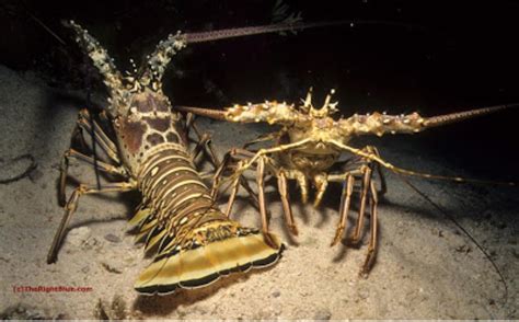 Caribbean Spiny Lobster Information and Picture | Sea Animals