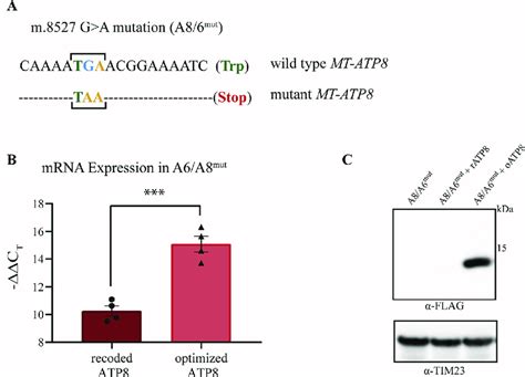 Stable Allotopic Expression Of Codon Optimized Human Atp In Cells Null