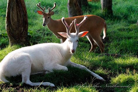 Albino Buck And A Brown Whitetail Buck Animals Beautiful Rare