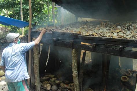 Harga Komoditas Kopra Tembus Rp Ribu Per Kilogram Di Halmahera Utara