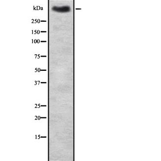 Anti Mucin 2 MUC2 Antibody Rabbit Anti Human Polyclonal LSBio