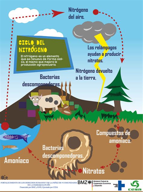 Ciclo Del Nitr Geno Invdes