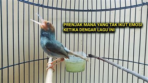 Prenjak Gacor Suara Keras Ampuh Untuk Memikat Burung Lepasan Youtube