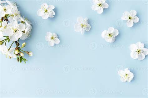 Spring border background with beautiful white flowering branches ...