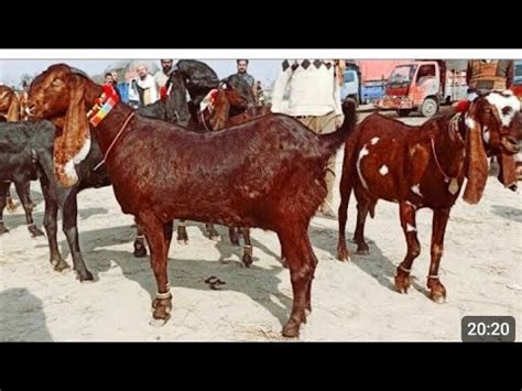 Bakra Mandi Sahiwal Betal Nagra Bacchon Wali Bakrinya Naveed Khan Goats