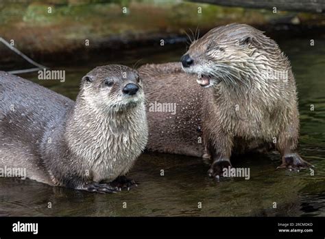 The Pair Of The North American River Otter Lontra Canadensis Stock