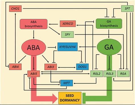 Seed Dormancy The Complex Process Regulated By Abscisic Acid Gibberellins And Other