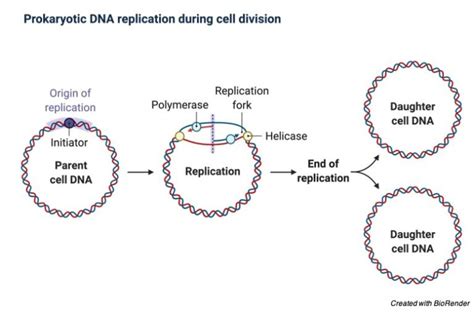 Origin Of Replication Definition Mechanism And Diagram