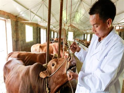 農民想搞養殖，是養公牛好還是母牛好？哪個更掙錢 每日頭條