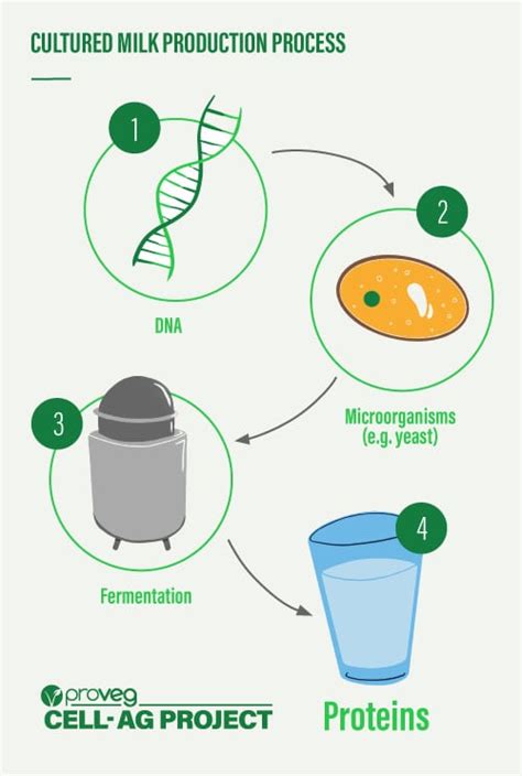 Cracking The Cheese Code The Potential Of Precision Fermentation