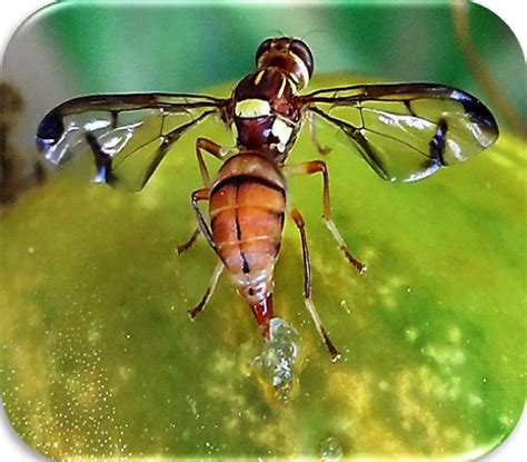 Melon Fly Alchetron The Free Social Encyclopedia