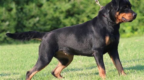 Rottweiler Rottie Dog Breeds Info Facts Dog Training Youtube