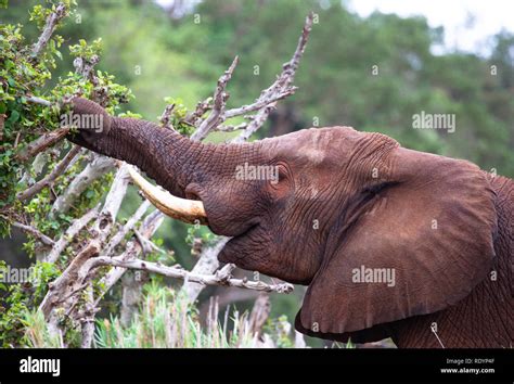 Image Of An African Elephant Stretching Its Trunk To Eat The Leaves Of