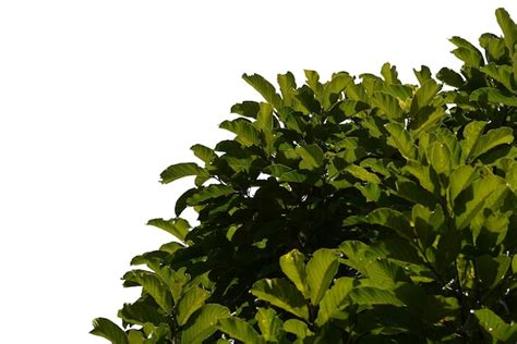 Premium Photo Green Bush Isolated On White Background