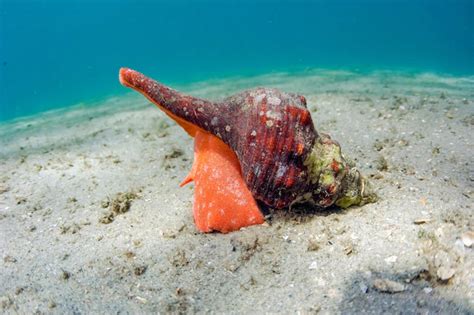 One Of The Worlds Biggest Sea Snails At Risk Of Extinction Sea Snail