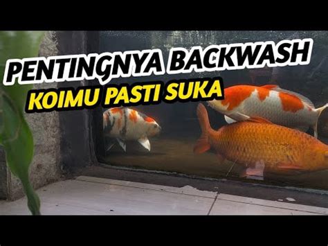 CARA AGAR AIR KOLAM KOI TETAP BERSIH DAN MENJAGA IKAN KOI TETAP SEHAT