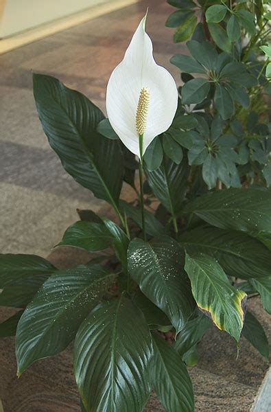 Spathiphyllum Wallisii Einblatt Blattfahne