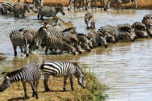 Tarangire National Park Everything You Need To Know Ultimate Kilimanjaro