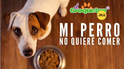 MI PERRO NO QUIERE COMER Causas Y Soluciones Cuando Pierde El Apetito