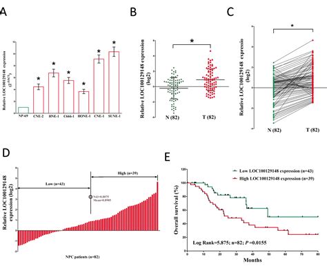 Long Non Coding Rna Loc100129148 Functions As An Oncogene In Human