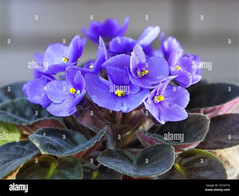 Violet Saintpaulias flowers commonly known as African violets Parma ...