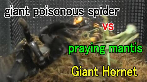 Giant Poisonous Spider Vs Praying Mantis Giant Hornet Youtube