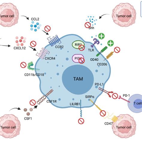 Pdf Targeting Tumor Associated Macrophages In Cancer Immunotherapy