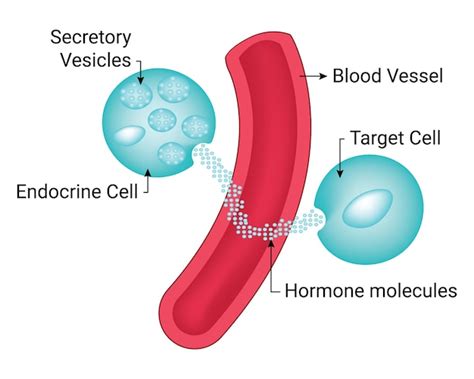 Vesículas Secretoras Vaso Sanguíneo Célula Diana Moléculas Hormonales