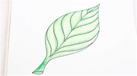 Easily Draw A Realistic Leaf Diy Guidecentral Youtube