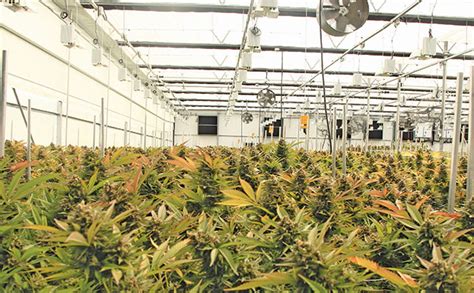 Growing Medical Cannabis A Capital Intensive Venture With Big Returns