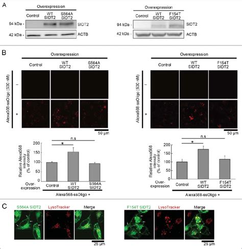 Effect Of Mutations Of Sidt On The Uptake Of Naked Ssoligos A Hela