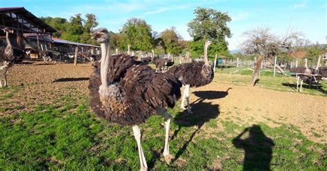 Visite La Ferme Des Autruches