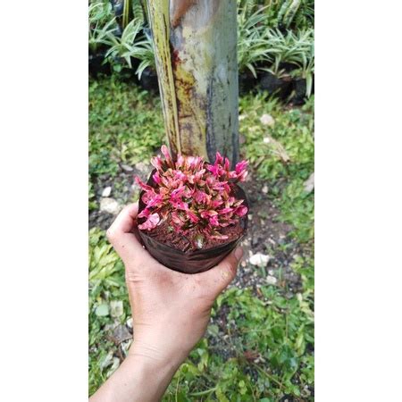 Jual Tanaman Rumput Krokot Mawar Krokot Merah Shopee Indonesia