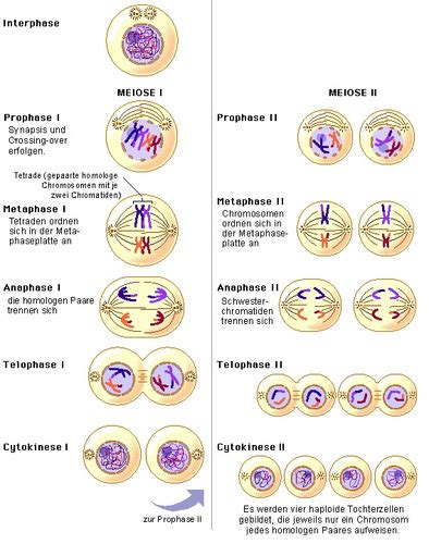 Meiose Und Geschlechtliche Fortpflanzung Flashcards Quizlet