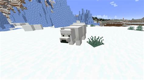 Can You Tame Polar Bears In Minecraft