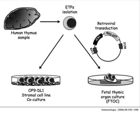 Notch 1 Signalling In Human T Cell Development And Leukemia Inmunología