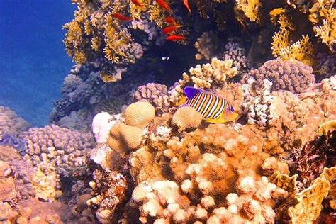 Ganzt Giger Schnorchel Bootsausflug Zur Insel Tiran Mit Mittagessen Zur