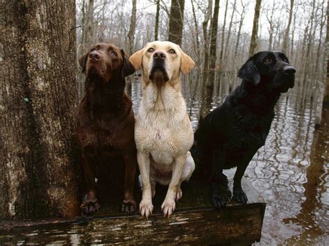 Labrador Retriever Wallpaper-Free HD Puppy Downloads