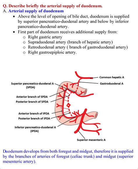 Duodenum - Anatomy QA