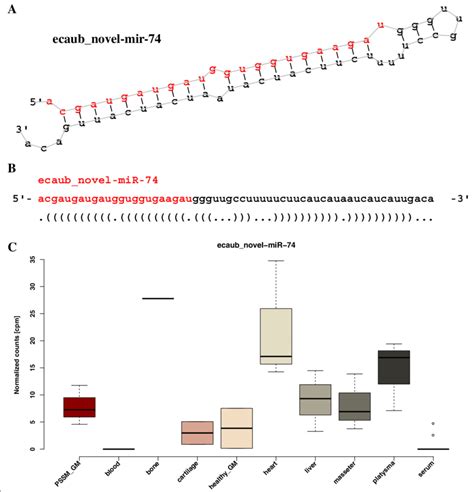 An Example Of Novel Mirna Structure And Expression Across Tissues The