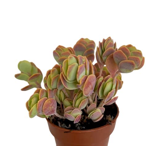 Kalanchoe Rotundifolia Gipsygarden